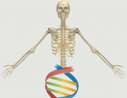 Gazit Skeletal Biotech Lab