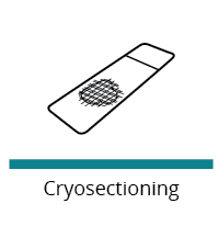 cryosectioning