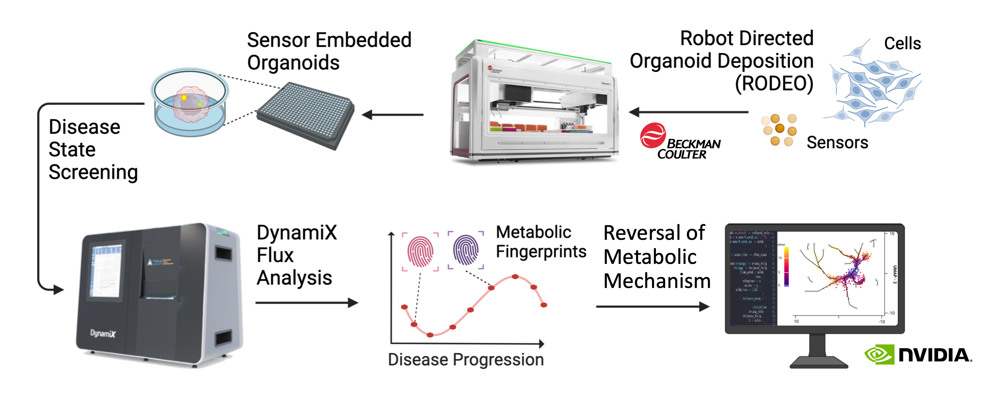 Sensor Embedded Human Organoids