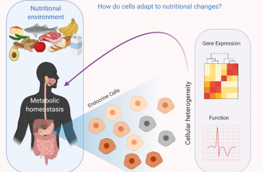 investigating_cellular_adaptation_to_nutritional_changes 2