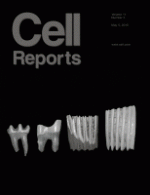 Continuously Growing Rodent Molars Result from a Predictable Quantitative Evolutionary Change over 50 Million Years