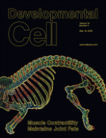 Muscle Contraction Is Necessary to Maintain Joint Progenitor Cell Fate