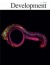 Tendon-bone attachment unit is formed modularly by a distinct pool of Scx-and Sox9-positive progenitors