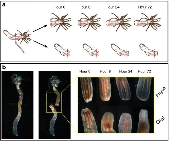 Experimental design of a time-course analysis of regeneration in Nematostella vectensis