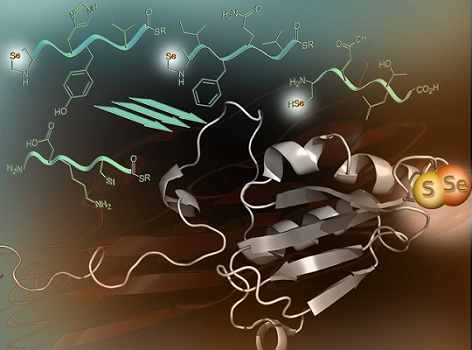 Graphical Abstract