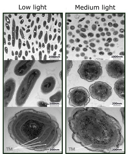 TEM of Deferentially light acclimated marine cyanobactria cells (Kolodny et al. 2020)