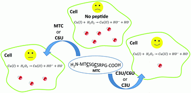 Graphical Abstract