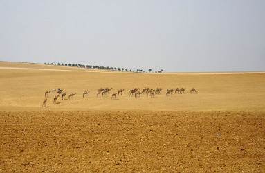 negev_30072564322_01.jpg