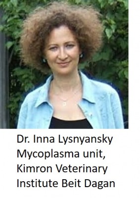 Inna Lysnyansky