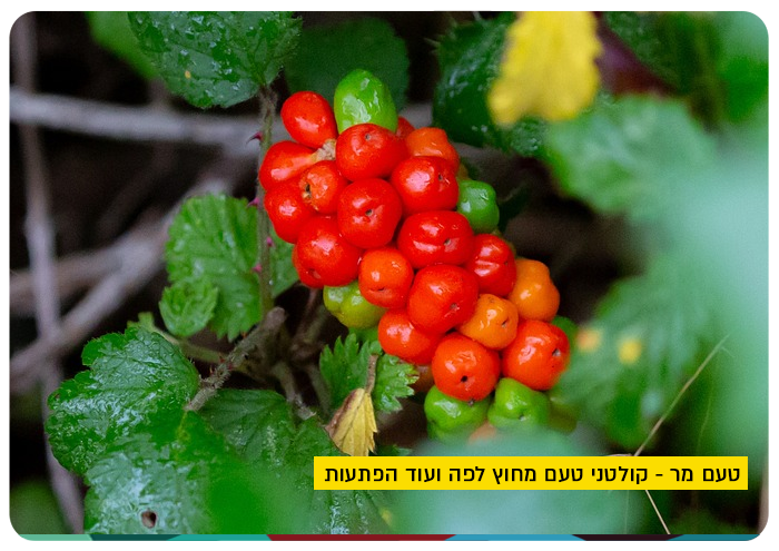 טעם מר - קולטני טעם מחוץ לפה ועוד הפתעות Bitterness - Prof. Masha Niv