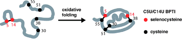 Graphical Abstract