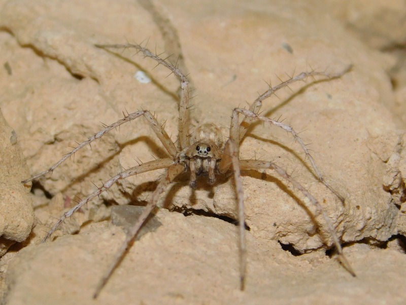 Male of Evippomma simoni Alderweireldt, 1992