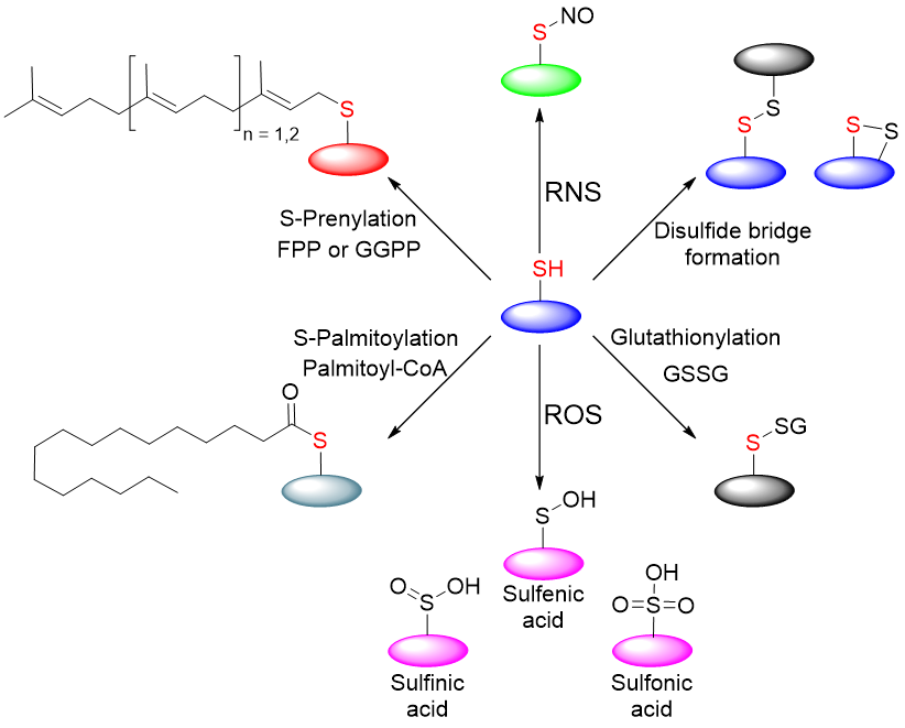 Biomolecules 2021