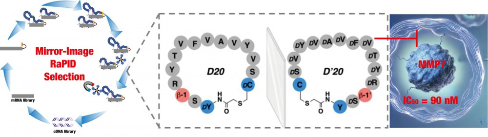 Mirror Image RaPID Angewandte Chemie