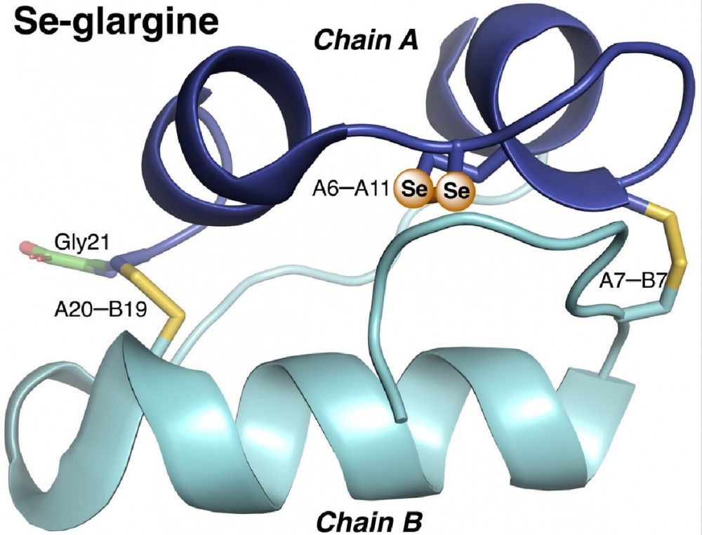 Se-Glargine ChemBioChem