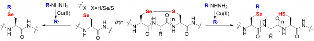 Sec Hydrazide Modification