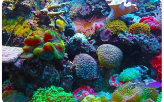 Atlas of Cells in Stony Coral Reefs