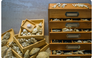 Natural History Collection Database