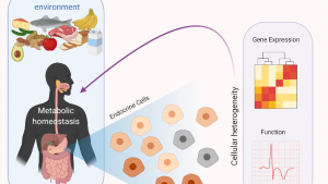 investigating_cellular_adaptation_to_nutritional_changes