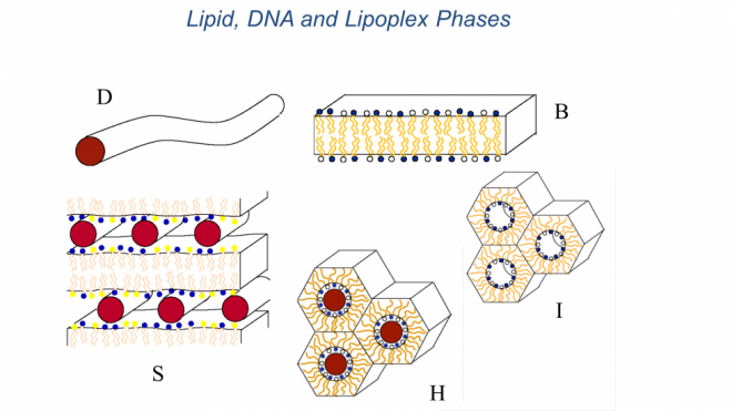 Lipid,DNA and Lipoplex Phases