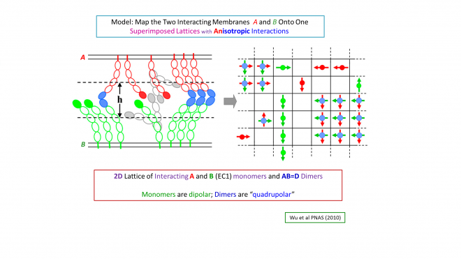 Model The Two Interacting Membranes