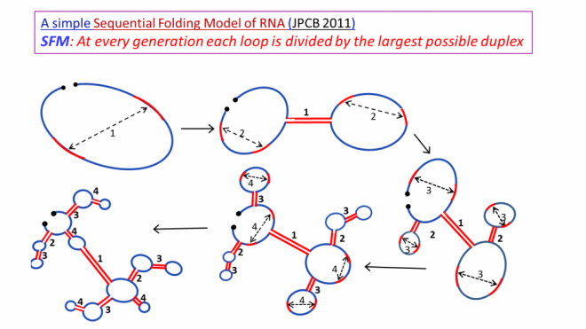 A Simple Sequential Folding Model of RNA