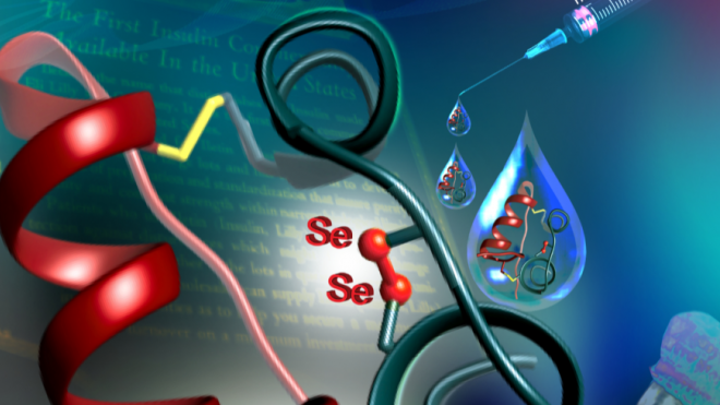 Selenoinsulin Cover - Chem Eur J 2019