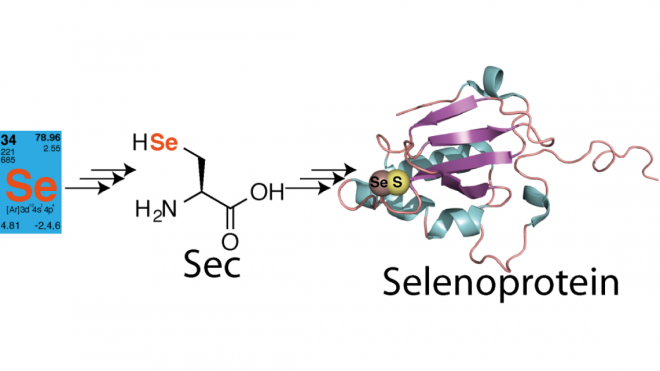 Using chemical protein synthesis to access natural selenoproteins