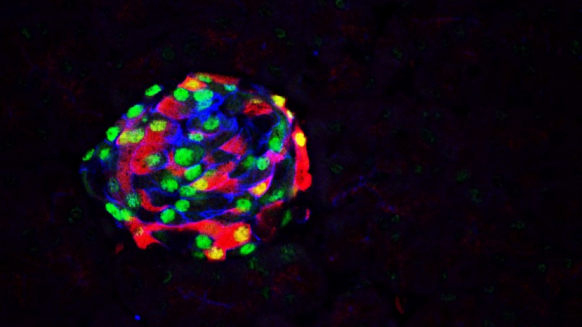 Investigating cellular adaptation to nutritional changes