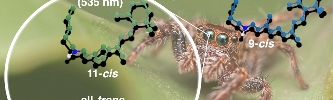 The Impact of Retinal Configuration on the Protein–Chromophore Interactions in Bistable Jumping Spider Rhodopsin-1