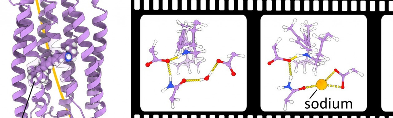 Sodium Pumping Mechanism in Krokinobacter eikastus rhodopsin 2