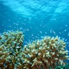 Red Sea Reef