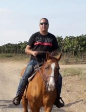 horse